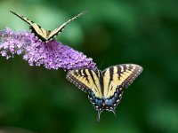 Eastern Tiger Swallowtail 8.jpg