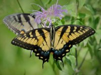 Eastern Tiger Swallowtail 9.jpg