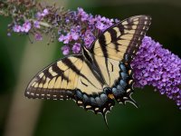 Eastern Tiger Swallowtail  10.jpg