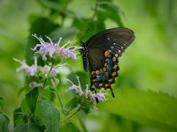 Spicebush Swallowtail  6.jpg