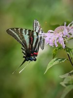 Zebra Swallowtail 3.jpg