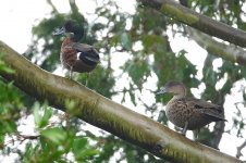 DSC07277 Chestnut Teals @ Sydney Olympic Park bf.jpg