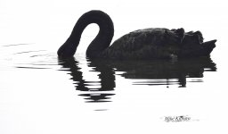 DSC07302 Black Swan @ Sydney Olympic Park bf.jpg