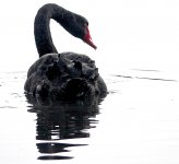 DSC07303 Black Swan @ Sydney Olympic Park bf.jpg