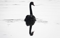DSC07306 Black Swan @ Sydney Olympic Park bf.jpg