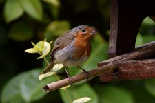 Robin_3_July_30th_2022.JPG