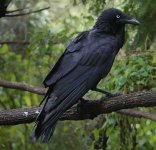 DSC07323 Australian Raven @ Sydney Olympic Park bf.jpg