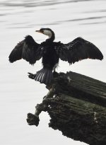 DSC07333 Little Pied Cormorant @ Sydney Olympic Park bf.jpg