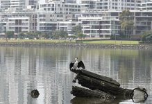 DSC07350 Little Pied Cormorant @ Sydney Olympic Park bf.jpg