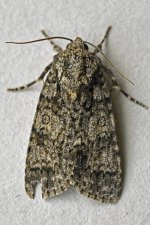 m_12-07-2022_Moth1.jpg