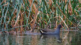 DSC07436 Dusky Moorhen @ Sydney Olympic Park bf.jpg