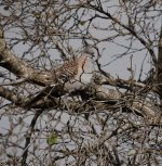 DSC07449 Crested Pigeon @ Sydney Olympic Park bf.jpg