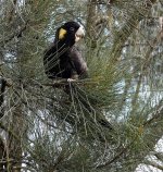 DSC07492 Yellow-tailed Black Cockatoo @ Sydney Olympic Park bf.jpg