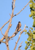 possible cooper hawk one.jpg