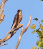 possible cooper hawk three.jpg