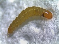Larva, Carlisle, 4 August 22.jpg