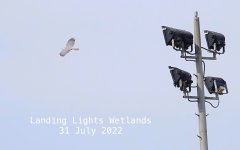 DSC07836 Grey Goshawk @ Landing Lights bf.jpg