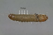 Larva (first instar), Carlisle, 7 August 22 (1 of 2).jpg