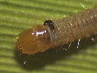 Larva (first instar), Carlisle, 7 August 22 (2 of 2).jpg