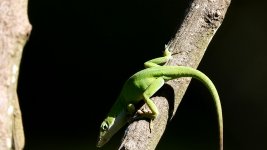 Stealthy Anole.JPG