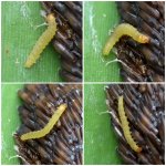 Larva on egg cluster, Carlisle, 3 August 22.jpg
