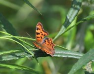 Comma_Girdle Ness_130822a.jpg