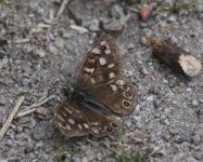 Speckled Wood_Girdle Ness_140822a.jpg