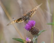 DG Fritillary_Girdle Ness_140822a.jpg