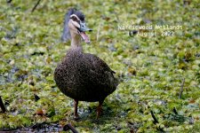 DSC08140 Pacific Black Duck @ Warriewood Wetlands bf.jpg
