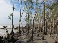 Sundarban1.JPG