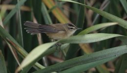 warbler mueng boran.JPG