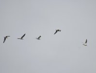 Whimbrel_Barwit_Girdle Ness_170822a.jpg