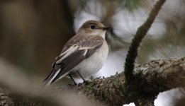 European pied flycatcher (Ficedula hypoleuca).JPG