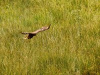 Hen Harrier.jpeg