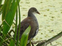 juvenile Common Moorhen.JPG