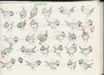 Calandra-lark-display-sketc.jpg