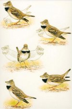 Calandra lark display plate.jpg