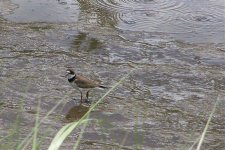 semipalmatedplover.jpg