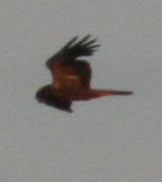 marsh-harrier.jpg