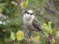 Gray Jay.jpg