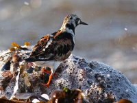 M8_Turnstone_shower.jpg