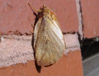 moth-1.jpg