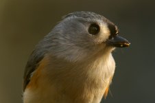 Titmouse06.jpg