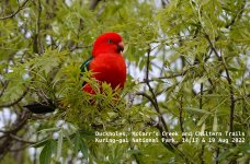 DSC08460 Australian King Parrot @ Duckholes, Kuring-gai NP bf  title.jpg