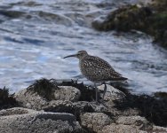 Whimbrel_Girdle Ness_210822a.jpg