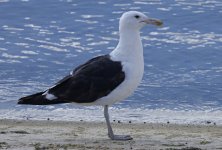 Cape Gull profile 001.jpg