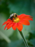 Brown-belted Bumble Bee 1.jpg