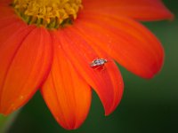 North American Tarnished Plant Bug 1.jpg