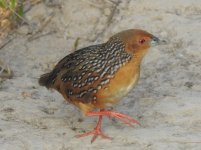 Ocellated Crake 1.JPG