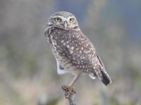 Burrowing Owl 1.JPG